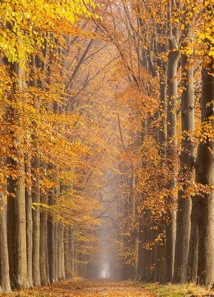 Herfst van Marloes ten Brinke