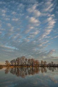 Reflet des arbres dans l'eau sur Moetwil en van Dijk - Fotografie