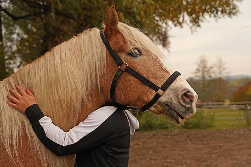 Fotoshoot met lichtbruine Haflinger met beige manen