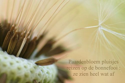 Paardenbloem pluisjes reizen