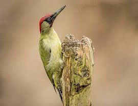 Green Woodpecker by H. Kiewiet