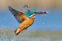 Kingfisher - In a flash