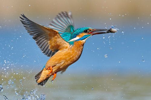 IJsvogel - In een flits van IJsvogels.nl - Corné van Oosterhout