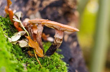 Autumn - mushrooms sur Jack Koning