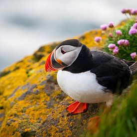 Puffin by Matthias Spartz