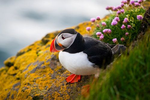 Puffin