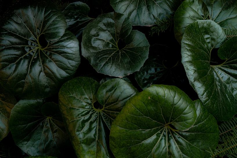 groene grote bladeren naast elkaar abstract van Dieter Walther