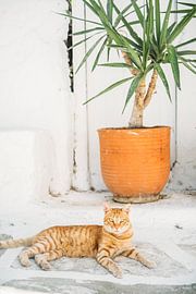 Chat orange en Grèce sur Patrycja Polechonska