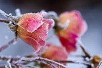 Frozen in Time