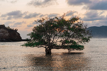 Mangrove in de stille baai
