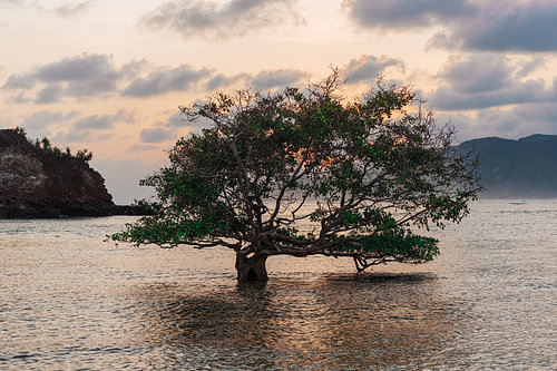 Mangrove in the still bay