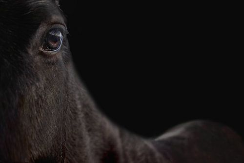 Intrigerende Close-Up van Paardenoog - Kunstfotografie met Diepe Zwarte Achtergrond