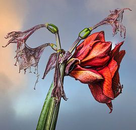 Amaryllis by M.W. v.Dam