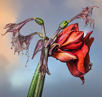 Amaryllis van M.W. v.Dam