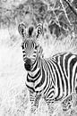 Uganda Zebra von Sander RB Miniaturansicht