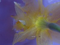 BLUME XI
