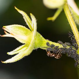Upside down by Jan van Meegen