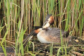 Haubentaucher mit Jungen