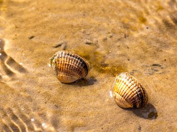 Herzmuscheln im Wattenmmer von Alexander Wolff