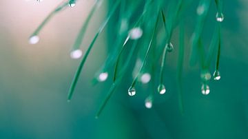 Drops on the pine by Bassie's winkel