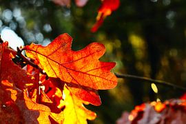 Leaf x-rayed by Frank Briske