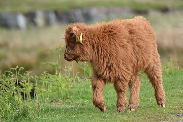 Schottisches Highlander-Kalb von Rini Kools