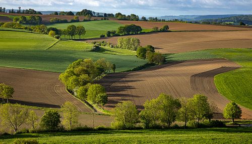 Bomenlaan in Zuid Limburg, Nederland