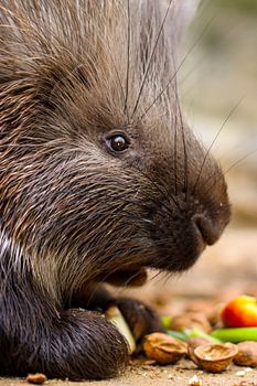 Petit-déjeuner avec les porcs-épics