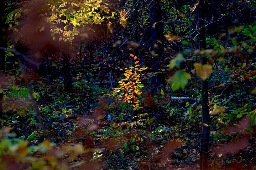 Beech by Thomas Jäger