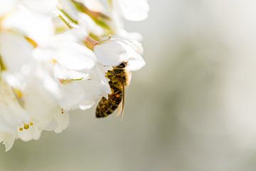 De honingbij op een lentebloem van Manon Moller Fotografie