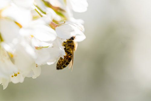 The honey bee on a spring flower