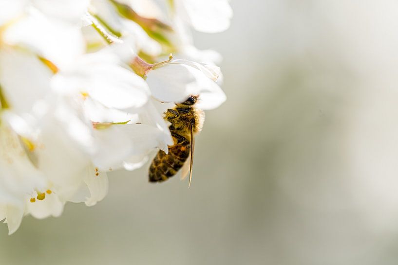 L'abeille mellifère sur une fleur de printemps par Manon Moller Fotografie