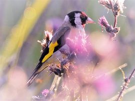 Birds by Wieja van der Kamp