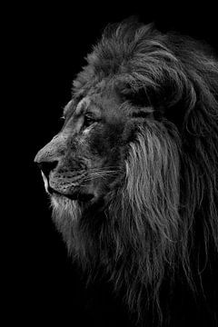 Profil latéral du lion