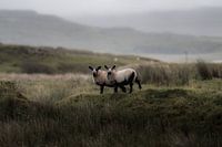 Moutons en Écosse