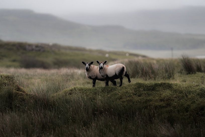 Sheep in Scotland by fromkevin