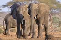 Elephants