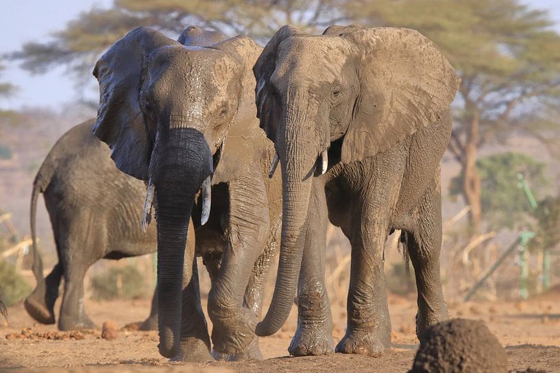 Elephants by Petervanderlecq
