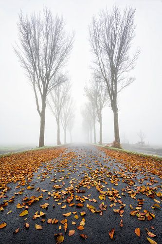 Rangée d'arbres dans le brouillard d'automne