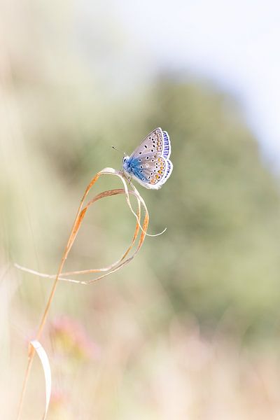 Icarus blue by mirka koot