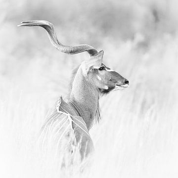 Majestic male kudu sur Awesome Wonder