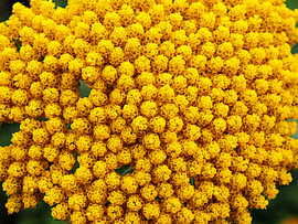 Spätsommerlich Gelb von Andreas Berheide Photography