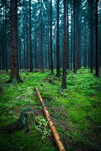 Wald im Harz von Martin Wasilewski