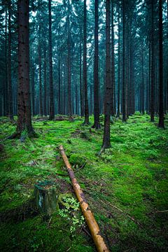 Bos in het Harz gebergte van Martin Wasilewski