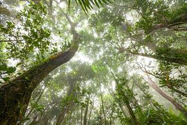 Mist in the tropical rainforest - Daintree National Park in Queensland, Australia.
