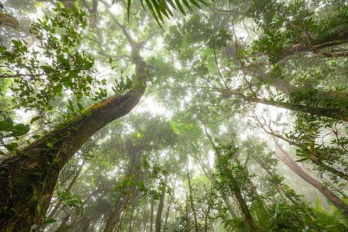 Mist in het tropisch regenwoud - Daintree National Park in Queensland, Australië.