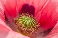 Pink Poppy