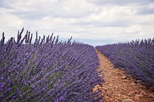 Lavender fields by Kramers Photo