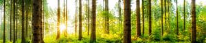 Waldpanorama