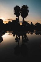 Palm trees reflection